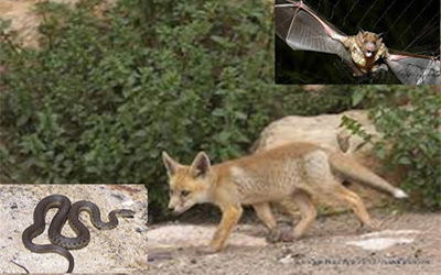 control de animales